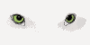 Augen25