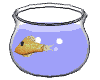Fisch Gif