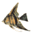 Fisch Gif