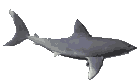 Fisch Gif
