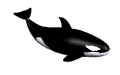 Fisch Gif