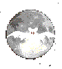 Fledermaus