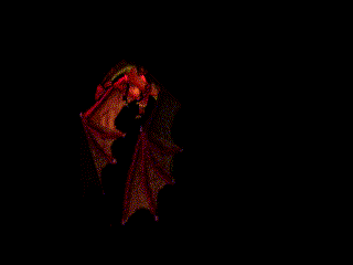Fledermaus