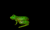 Frosch
