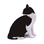 Katzen Gif