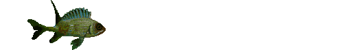 Linien Gif