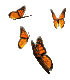 Schmetterling2