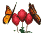 Schmetterling10