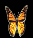 Schmetterling12