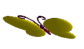 Schmetterling13