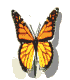 Schmetterling14