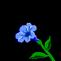 Schmetterling15