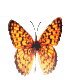 Schmetterling16