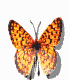 Schmetterling18