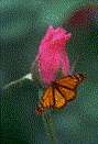 Schmetterling24