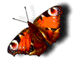Schmetterling26