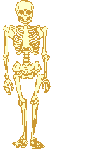 Skelett 054