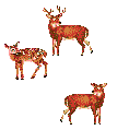 Tiere005