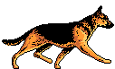 Tiere307