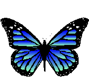 Schmetterling5