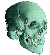 Skelett 049