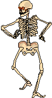 Skelett 060