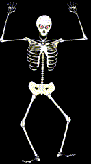 Skelett 079