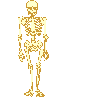 Skelett 116